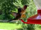 Colorado Hummingbird - 92