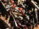 Denman Ants - 32 crop