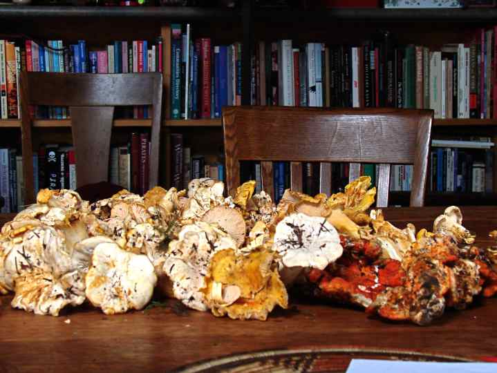 Denman Mushrooms - 04